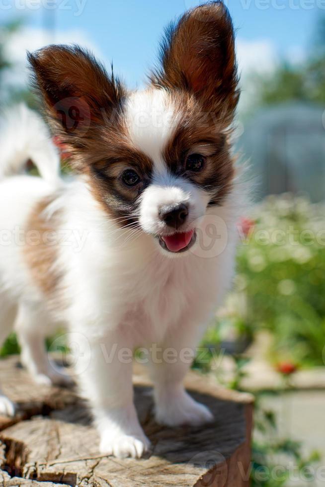 cachorro papillon camina en el parque en un día de verano foto