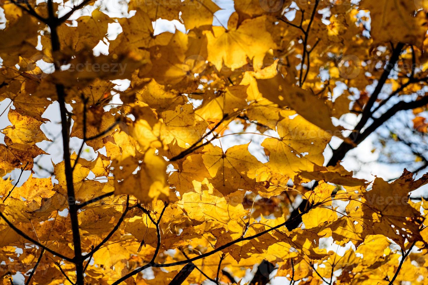 Autumn maple yellow leaves over three Background and sky.  Maple is the most widely recognized national symbol of Canada. photo