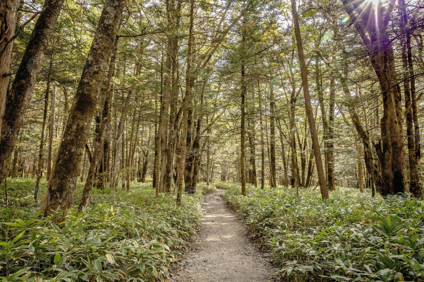 Kamikochi's hiking trail that walks through a nature trail in the heart of the Japanese mountains with the beauty of pines and mature trees changing their colors in the fall. photo