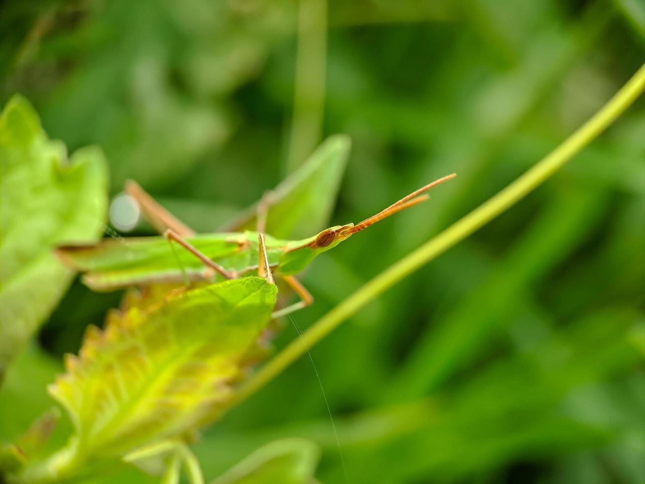 A green grasshopper on a green leaf green background blur photo