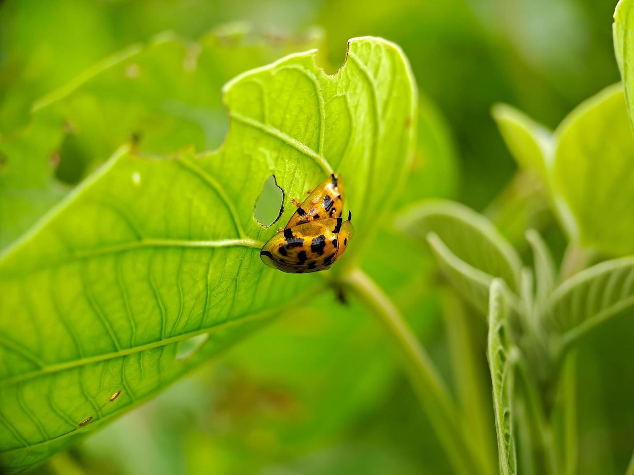 cheilomenes es un género de mariquitas coccinellidae. son grandes mariquitas típicas, siempre son brillantes y, a menudo, tienen manchas claras en los élitros foto