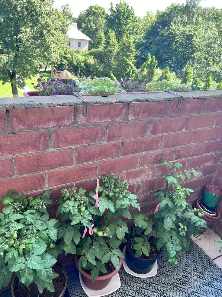 Tomatoes in pots on the balcony photo