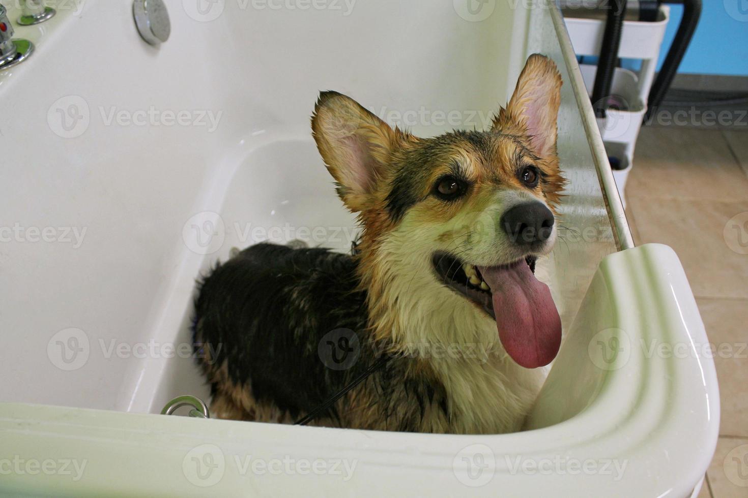 Corgi welsh pembroke with wet fur standing in a bathroom after bathing and washing in grooming salon. Professional hygiene, welness, spa procedures of animals concept. Domestic pet care idea. Close up photo