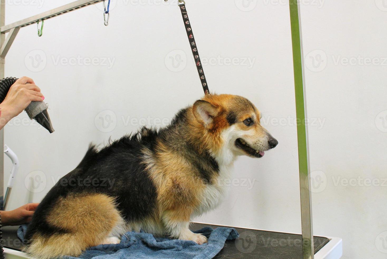 maestro peluquero profesional de mascotas secado con secador corgi welsh pembroke dog después del lavado en el salón de aseo. manos femeninas usando secador de pelo para secar la piel con un soplador. concepto de peinado animal. de cerca foto