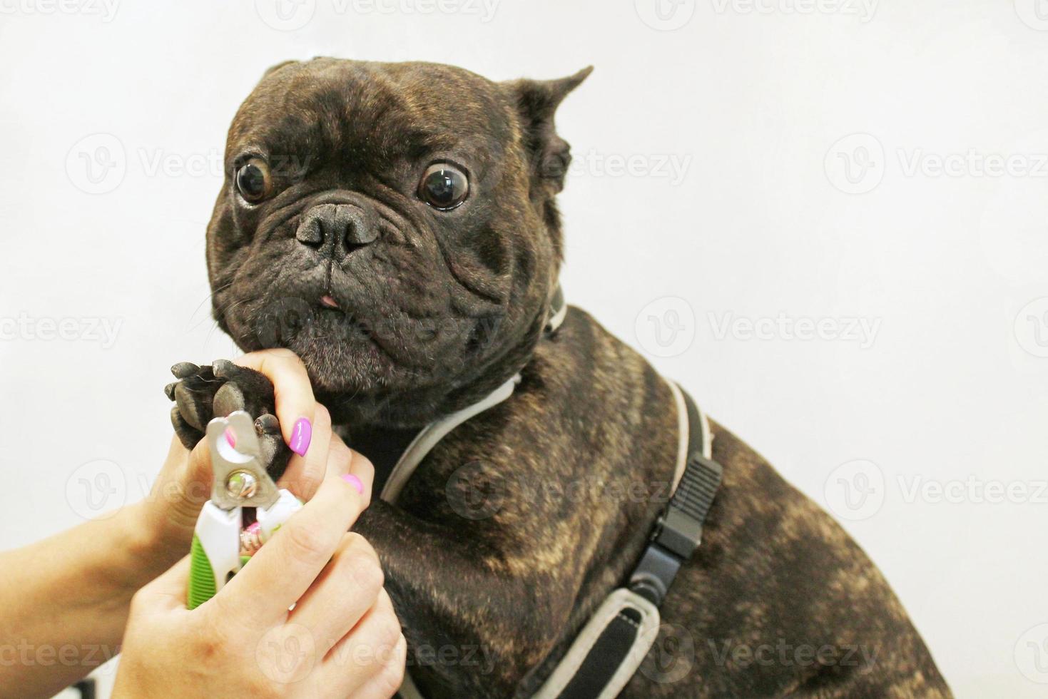 Woman hands of groomer clipped nails of french bulldog. Polish claws, trimming, cutting, manicure of pets concept. Animal hygiene care. Professional beauty procedure in grooming salon. Close-up photo