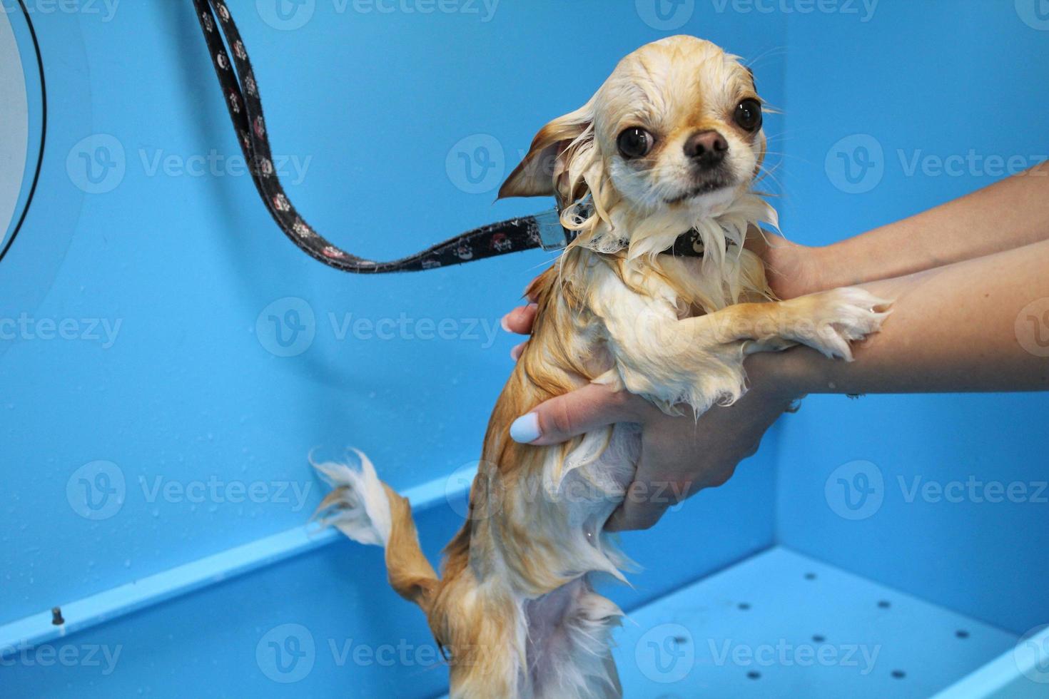 Funny chihuahua dog with wet fur standing in a bathroom after bathing and washing in grooming salon. Professional hygiene, wellness, spa procedures of animals concept. photo