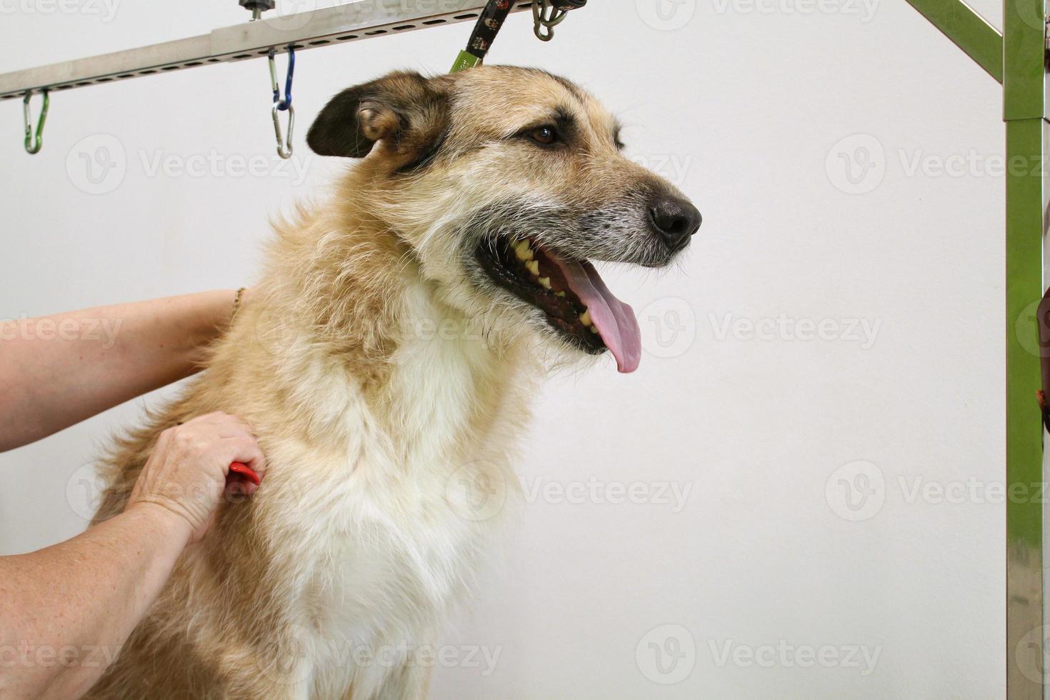 Hand of woman groomer makes a breed haircut with comb after washing dog fur in grooming salon. Use of tool for combing wool. Professional animal pet care concept. Close-up with copy space for text photo