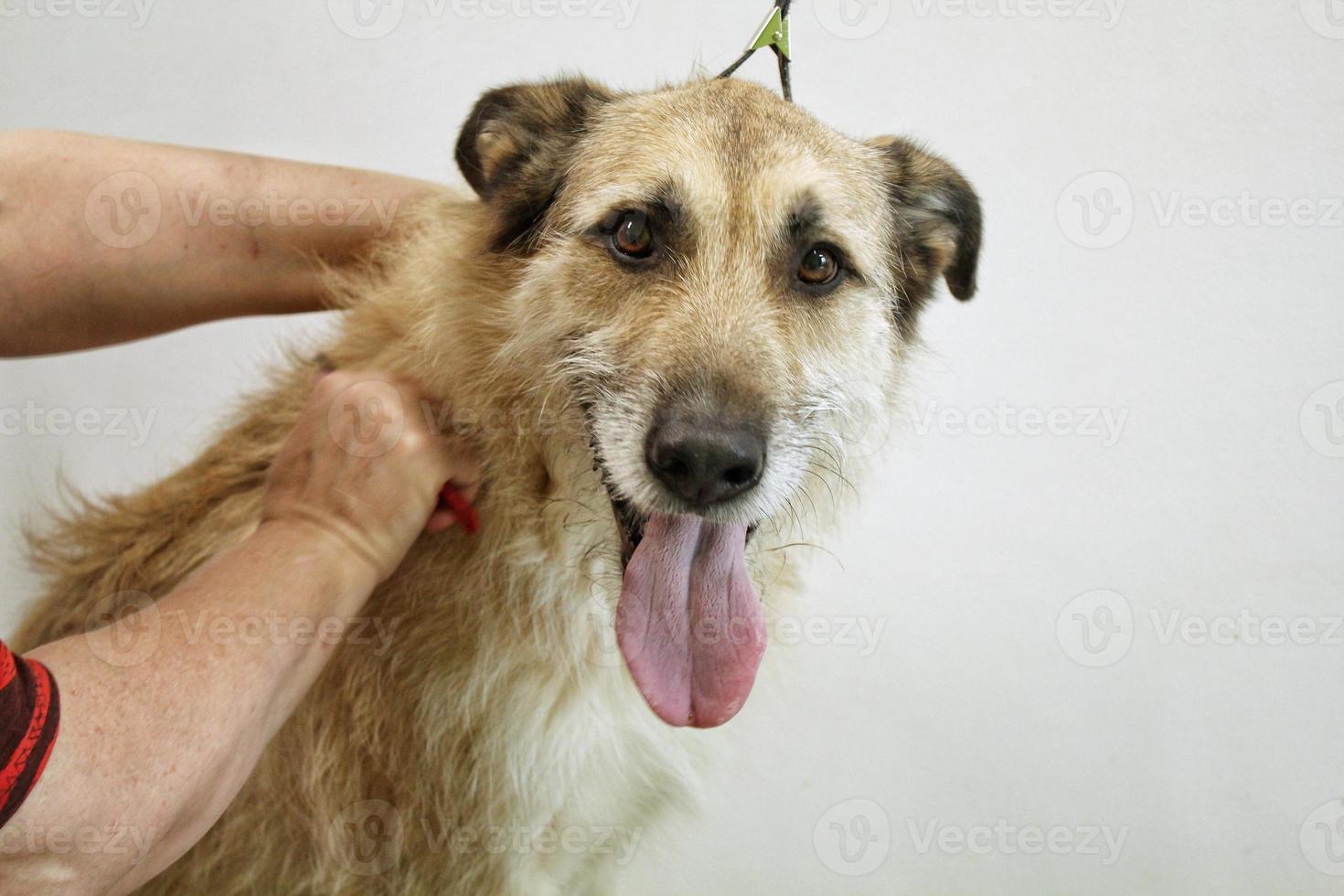 Hand of woman groomer makes a breed haircut with comb after washing dog fur in grooming salon. Use of tool for combing wool. Professional animal pet care concept. Close-up with copy space for text photo