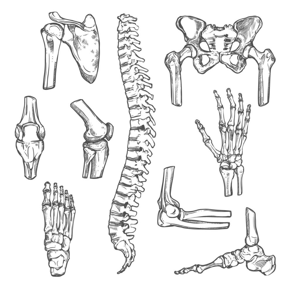 Vector sketch icons of human body bones and joints