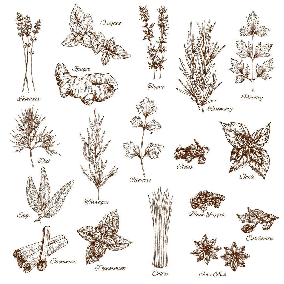 boceto de especias y hierbas aromatizantes vectoriales vector