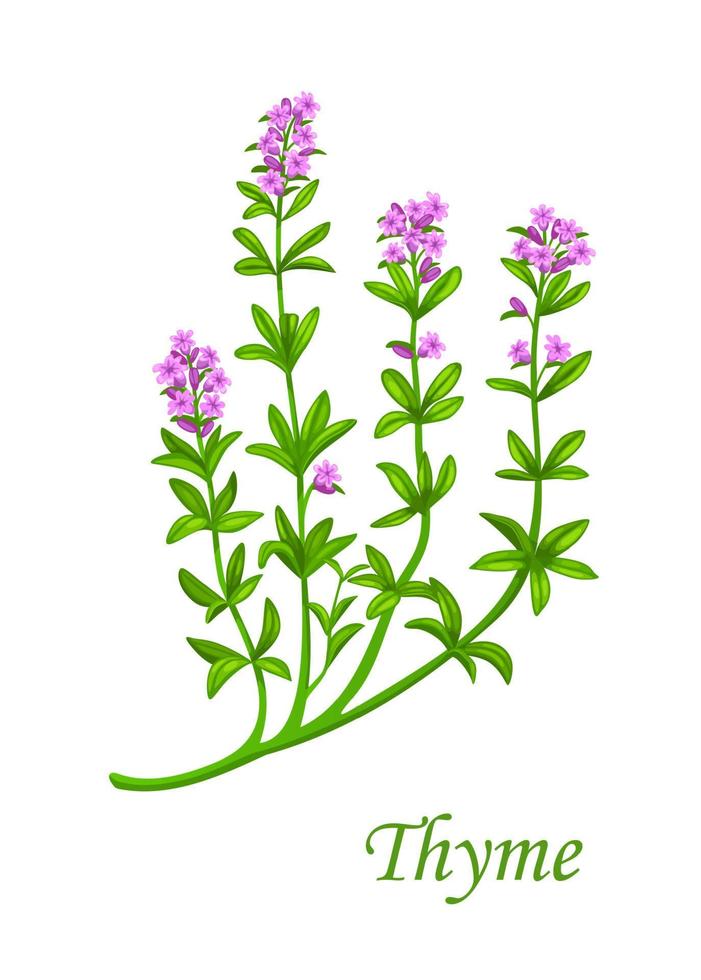 Thyme herb, spice seasoning and herbal flavoring vector