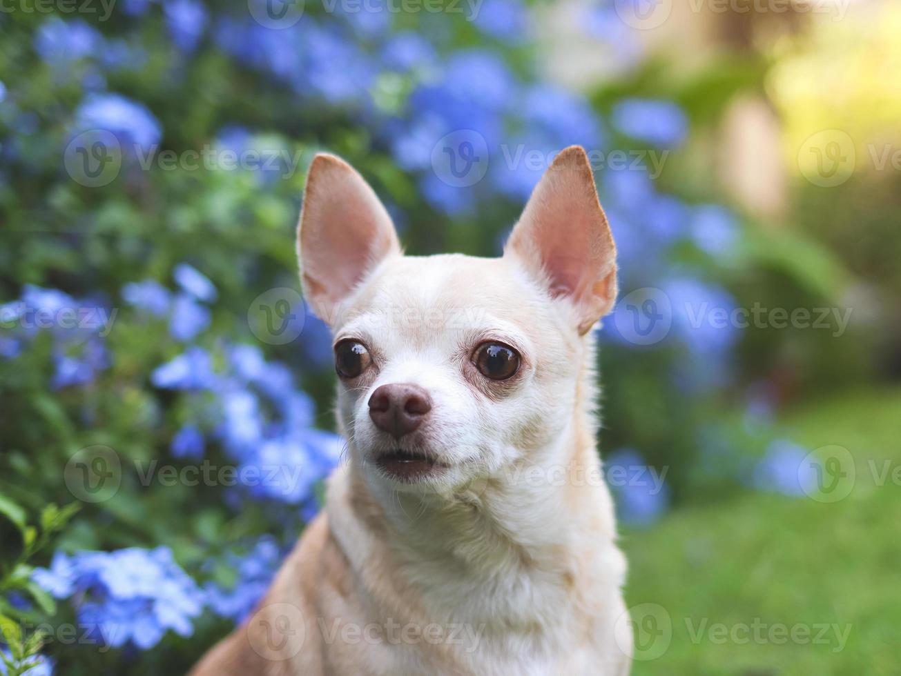 brown short hair  Chihuahua dog sitting on green grass in the garden with purple flowers blackground, looking away curiously, copy space. photo