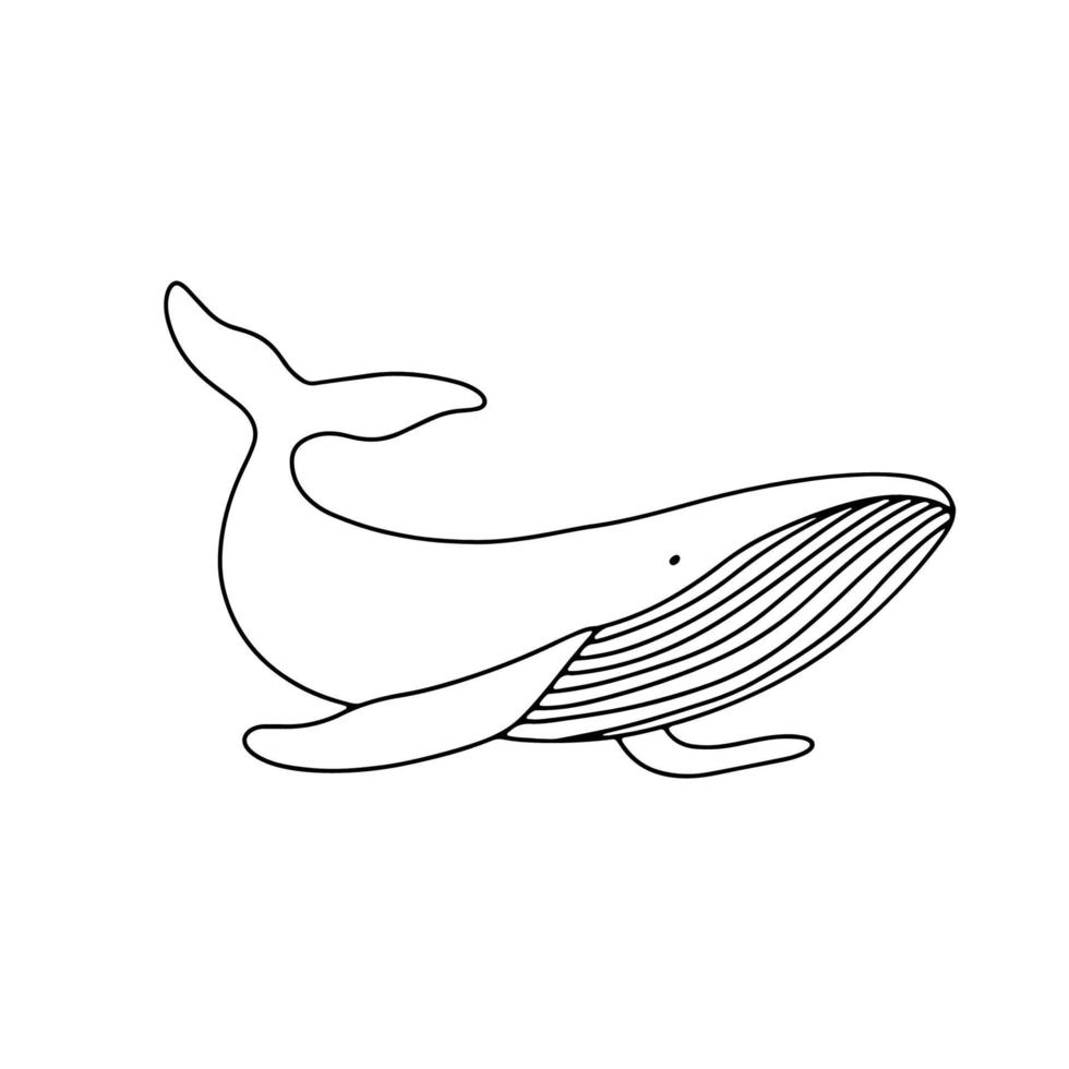 Vector outline illustration isolated on white. Sea animal whale