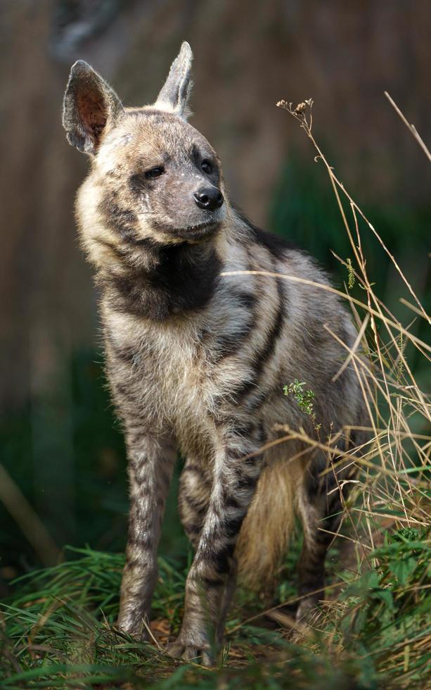 Striped hyena in zoo photo