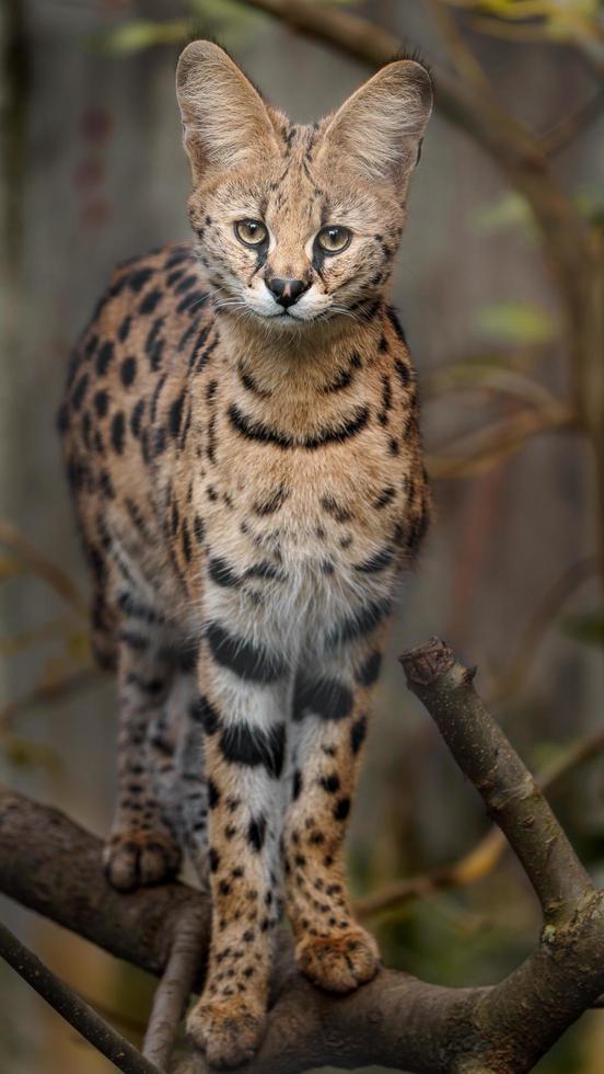 retrato de serval foto