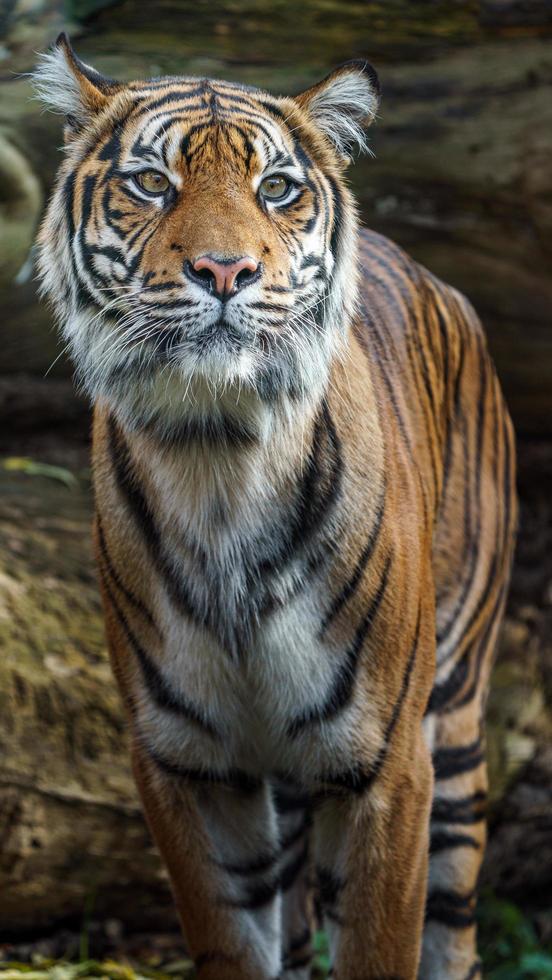 Sumatran tiger in zoo photo