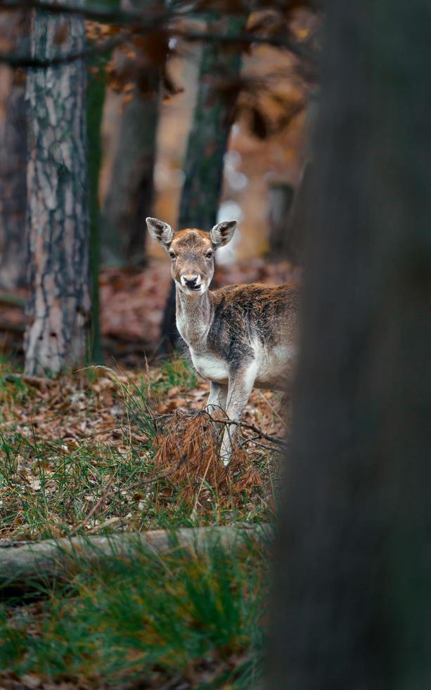 European fallow deer photo