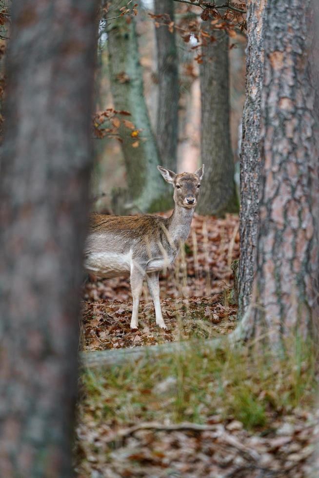 European fallow deer photo