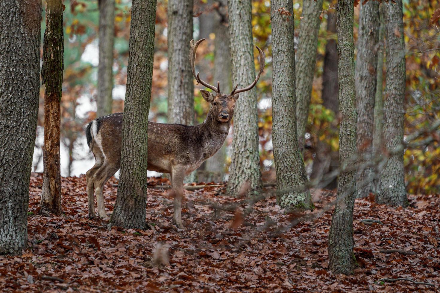 European fallow deer photo