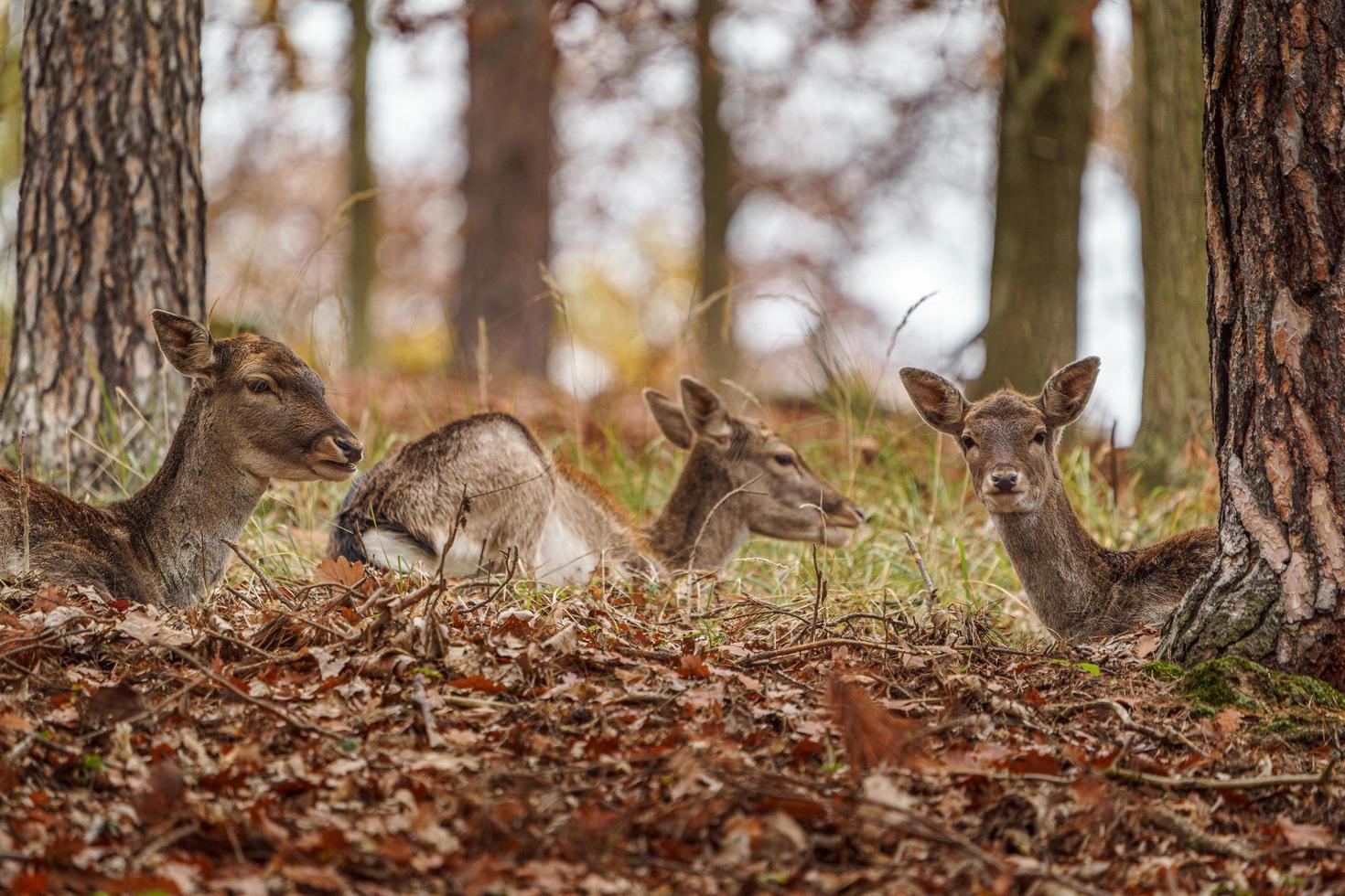 European fallow deer photo