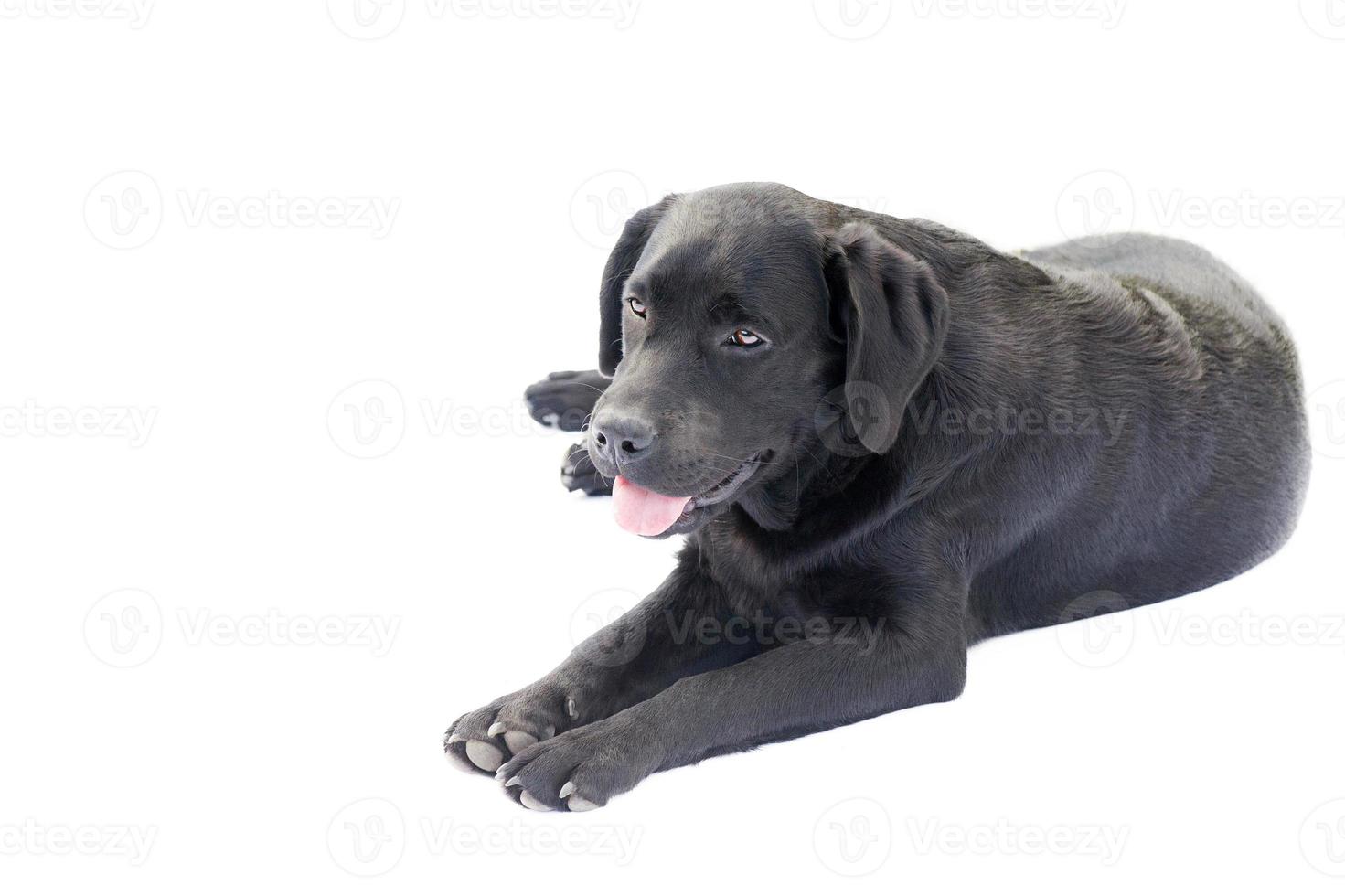 cachorro labrador retriever yace sobre un fondo blanco. aislado de perro negro joven. foto