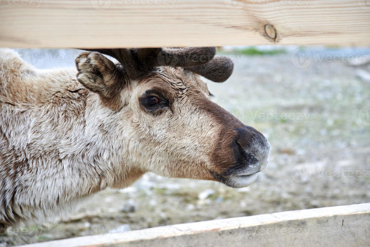 Feral reindeer. Young Siberian stag with antlers. Santa's reindeer photo