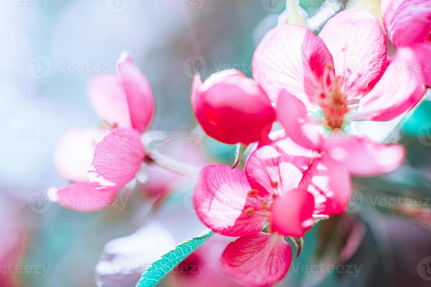 Blooming pink apple tree branches in spring photo