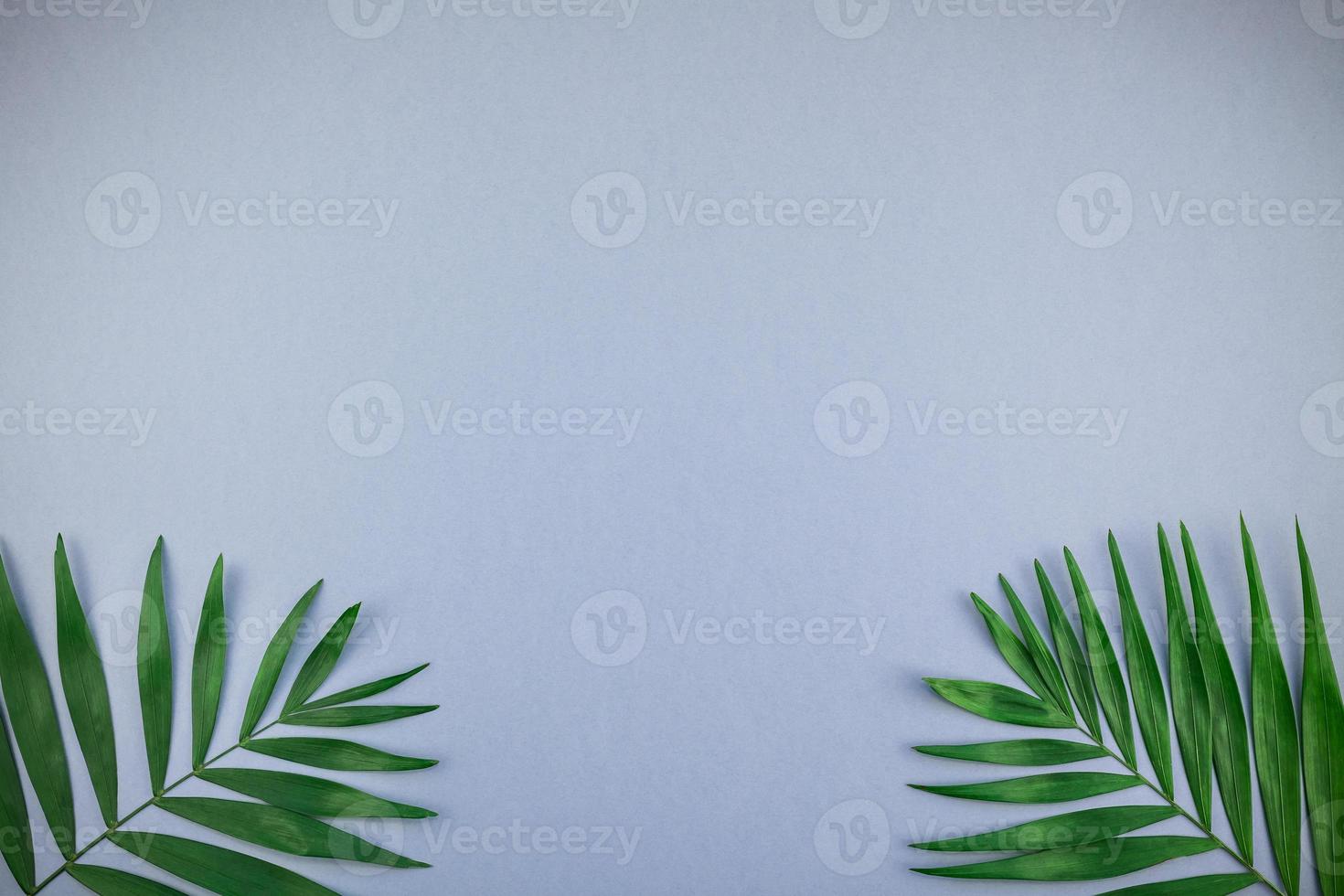 hojas de palmeras tropicales sobre fondo de papel gris azul foto