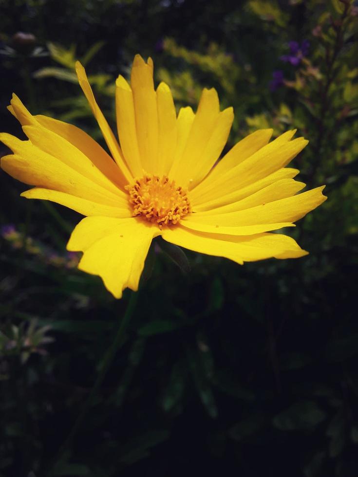 Yellow calendula flower with green background. Free photo