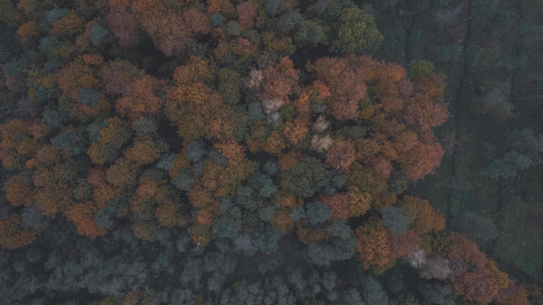 Top down view of autumn forest photo
