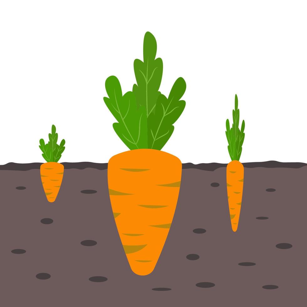 Carrots growing in the ground. Three sizes of carrots vector