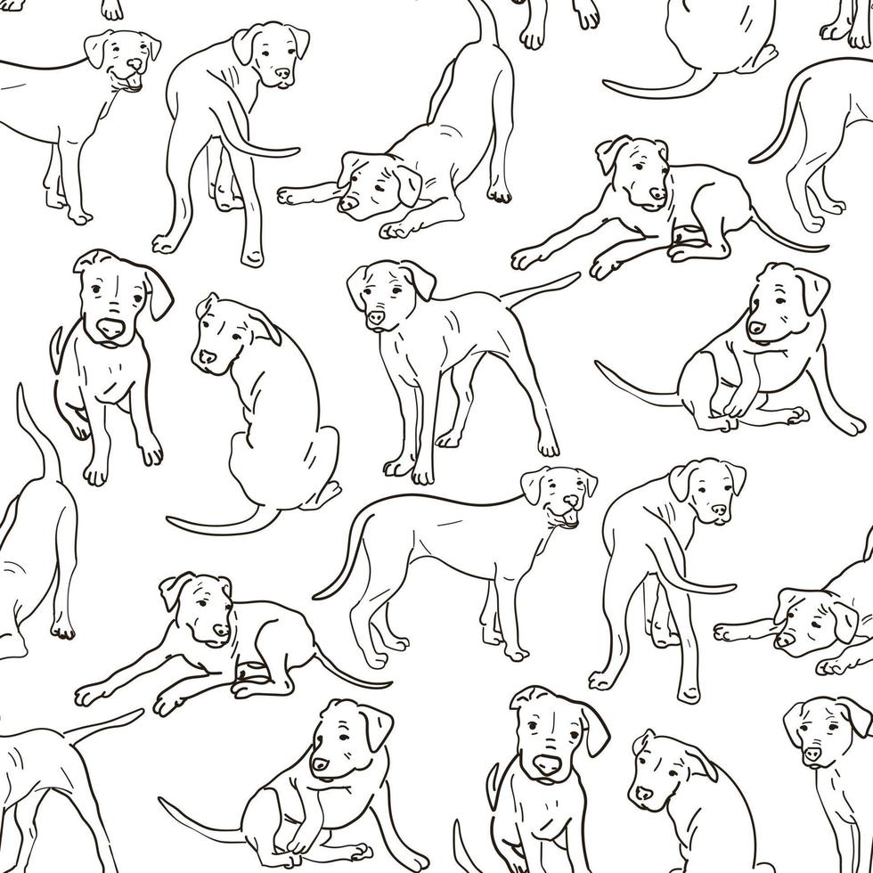 A pattern with an Argentine Great Dane in different poses. Line graphics on a white background. Suitable for printing on paper and textiles. Gift wrapping, clothing. vector