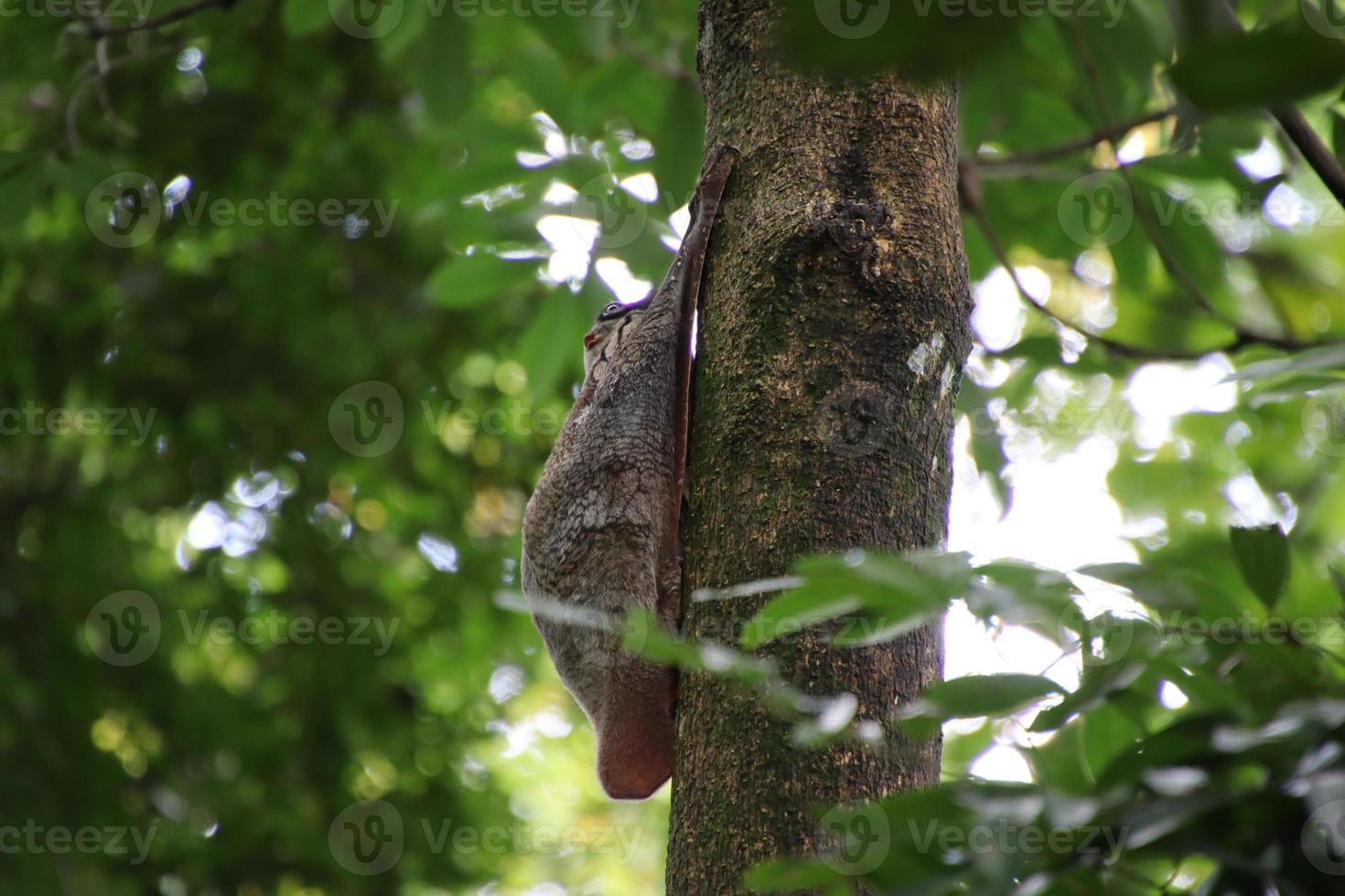 sunda colugo en un árbol foto