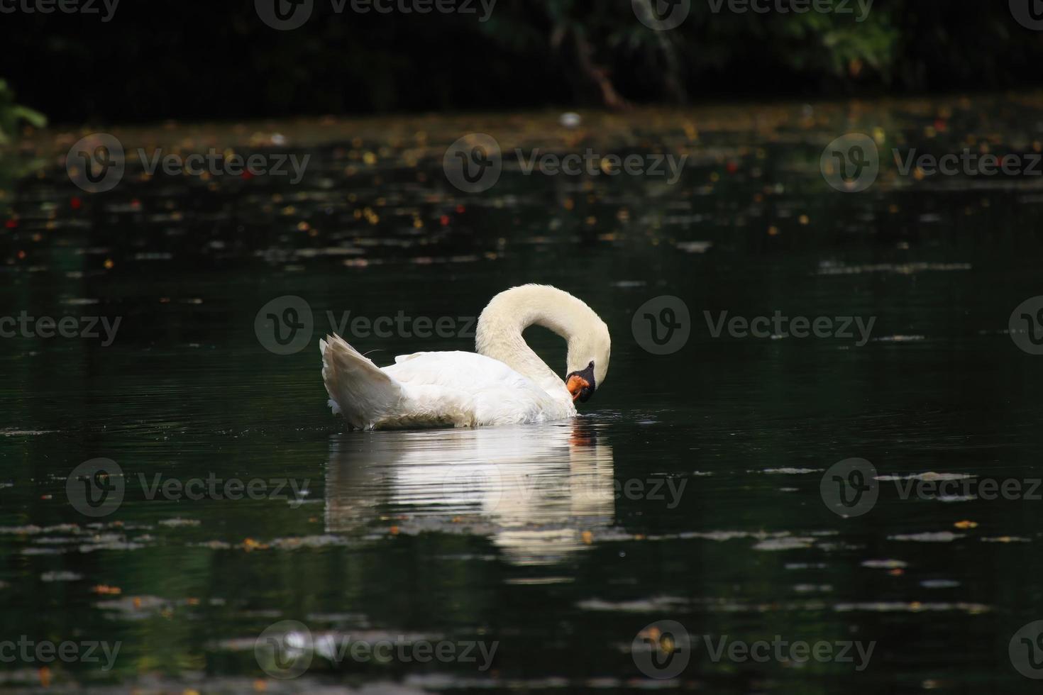 White swan in a pond photo