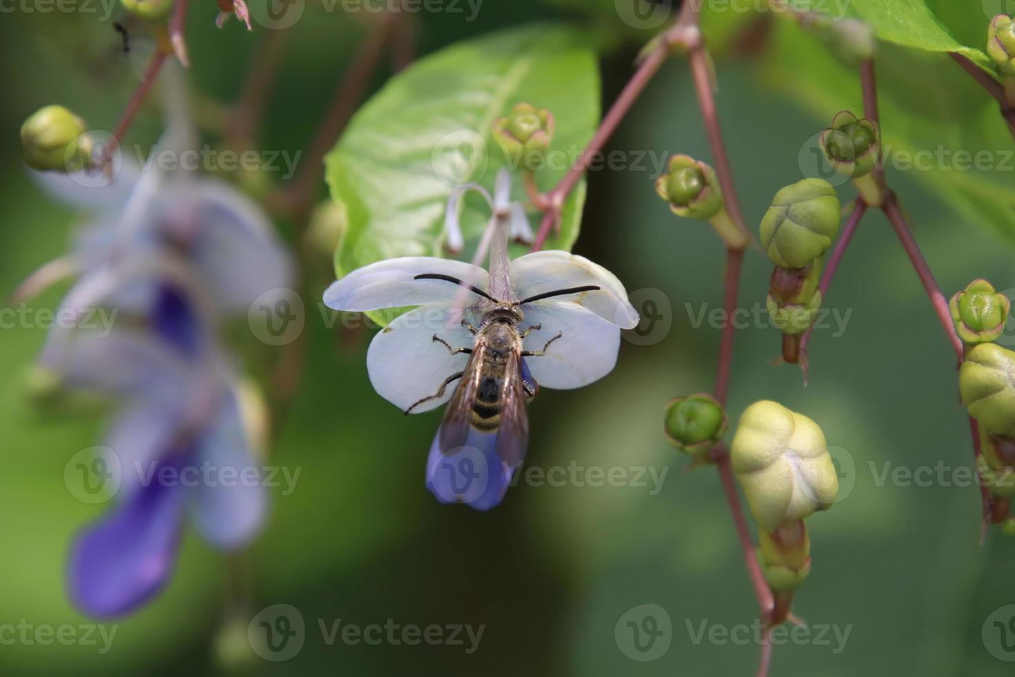 avispa scoliid alimentándose de néctar foto