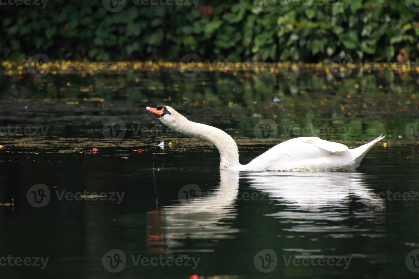 White swan in a pond photo