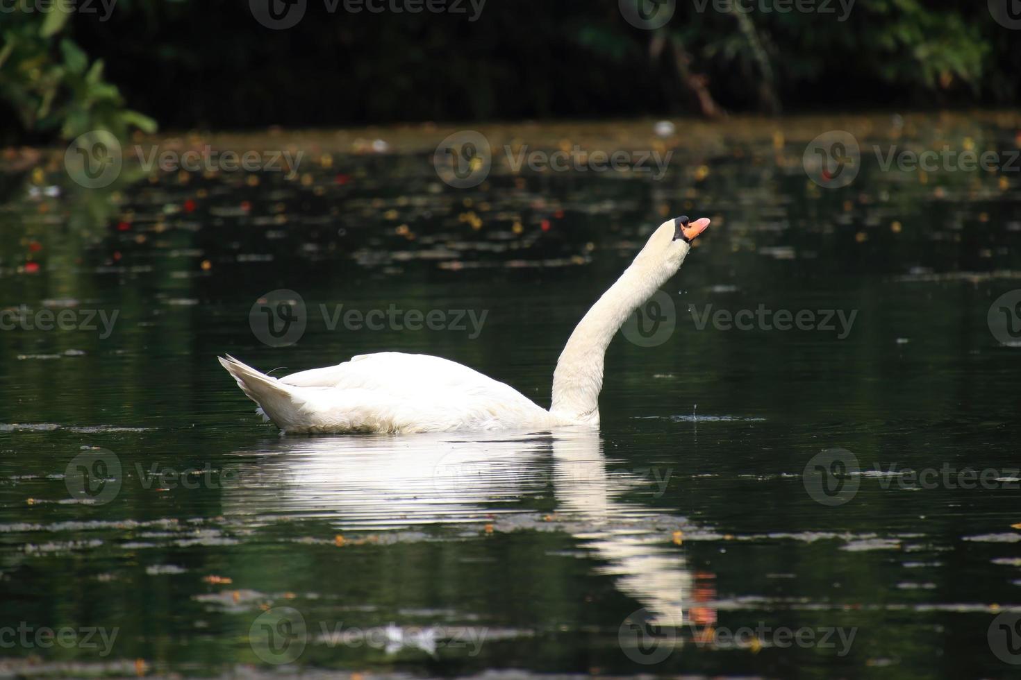 White swan in a pond photo