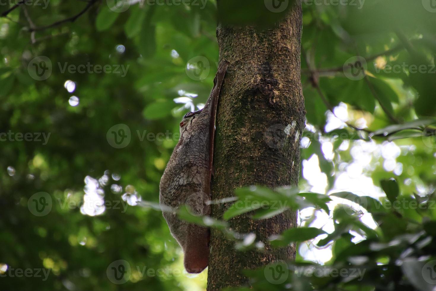 sunda colugo en un árbol foto