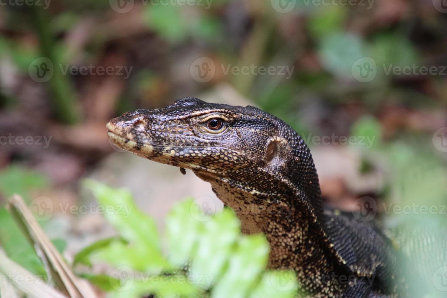 Malayan Water Monitor in a park photo