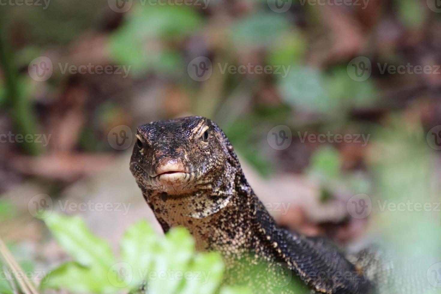 Malayan Water Monitor in a park photo