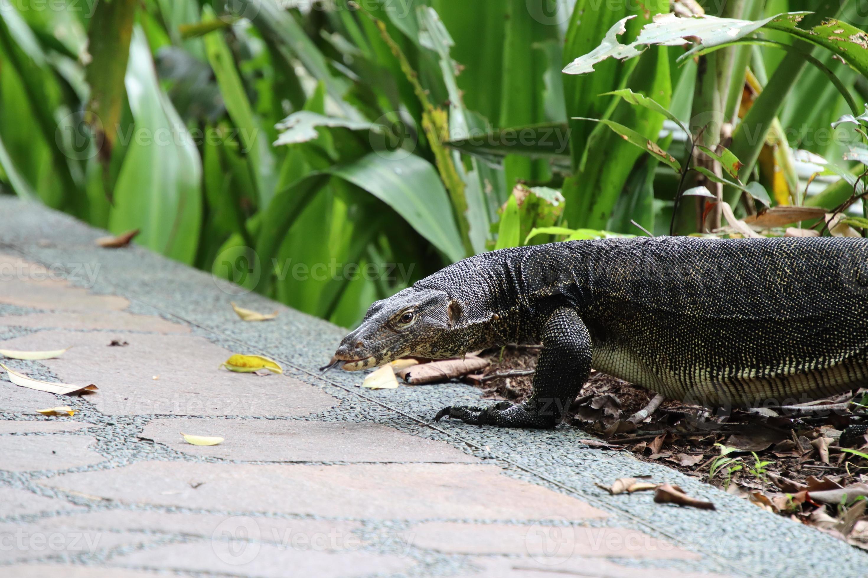 Malayan Water Monitor in a park 13942038 Stock Photo at Vecteezy