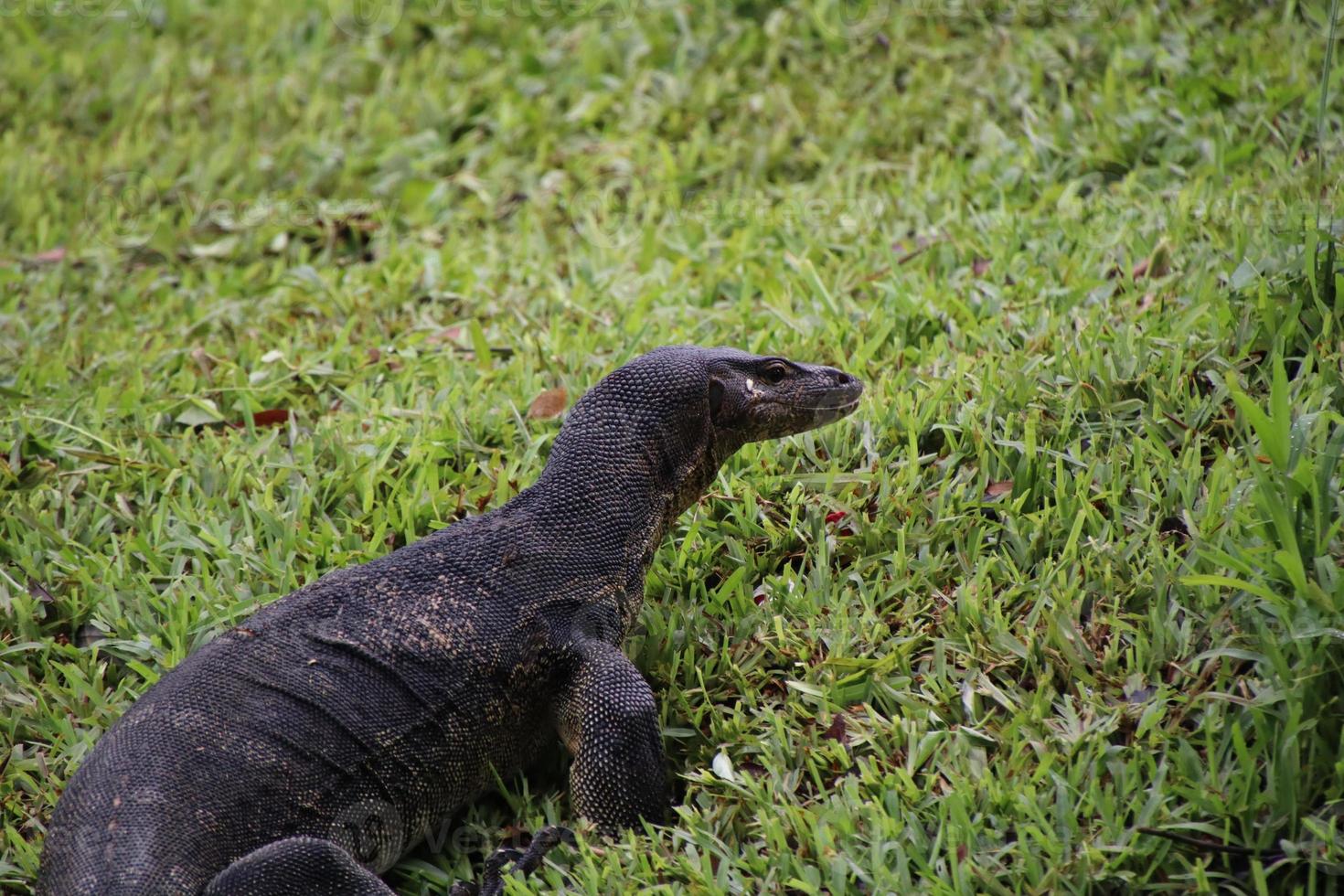 Malayan Water Monitor in a park 13942039 Stock Photo at Vecteezy