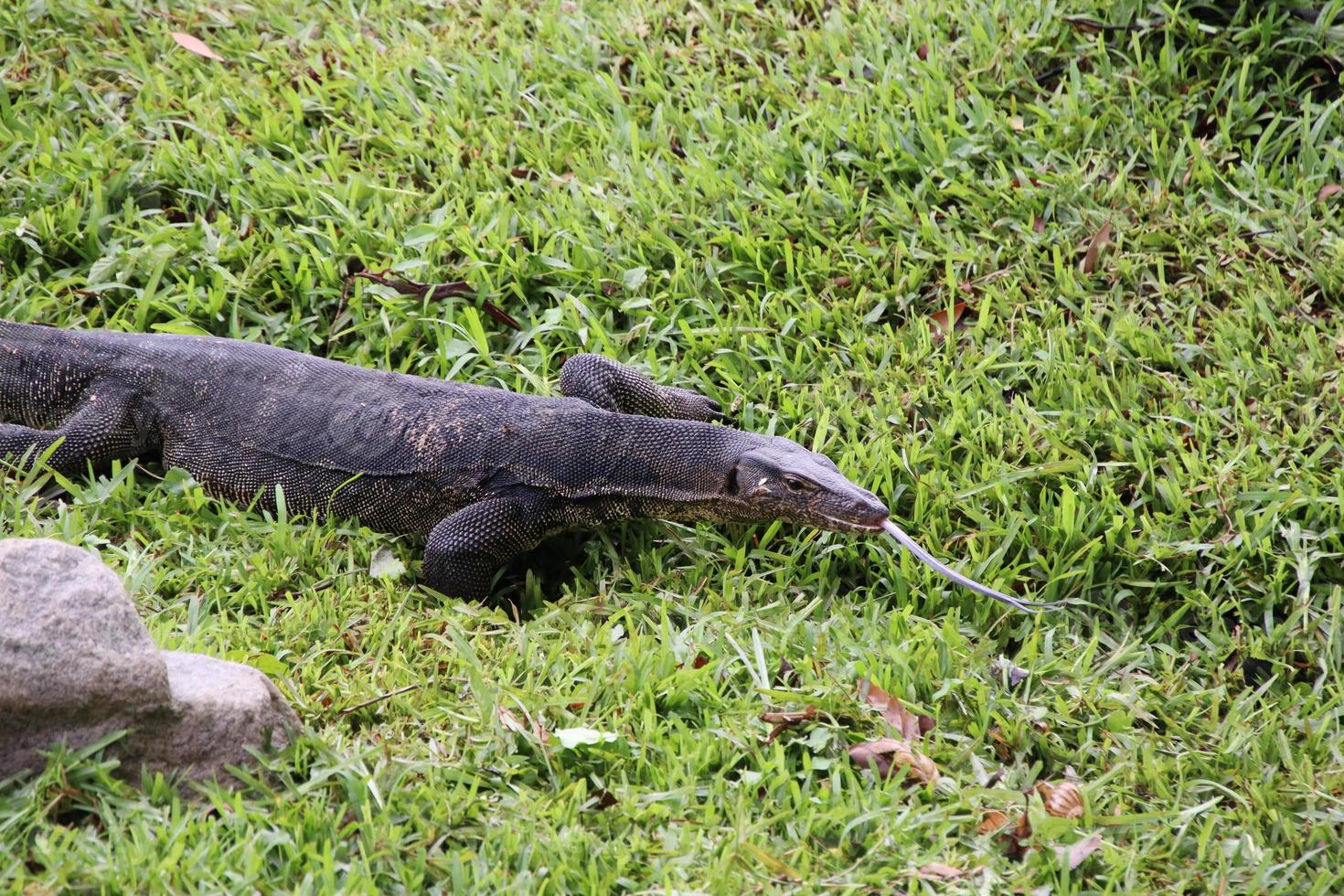 Malayan Water Monitor in a park 13942041 Stock Photo at Vecteezy