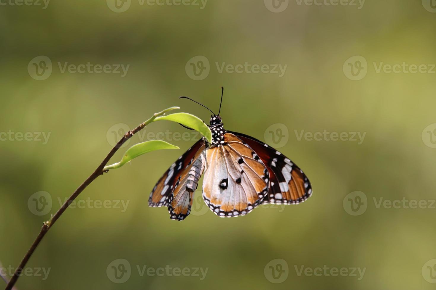 Plain Tiger Butterfly in a garden photo
