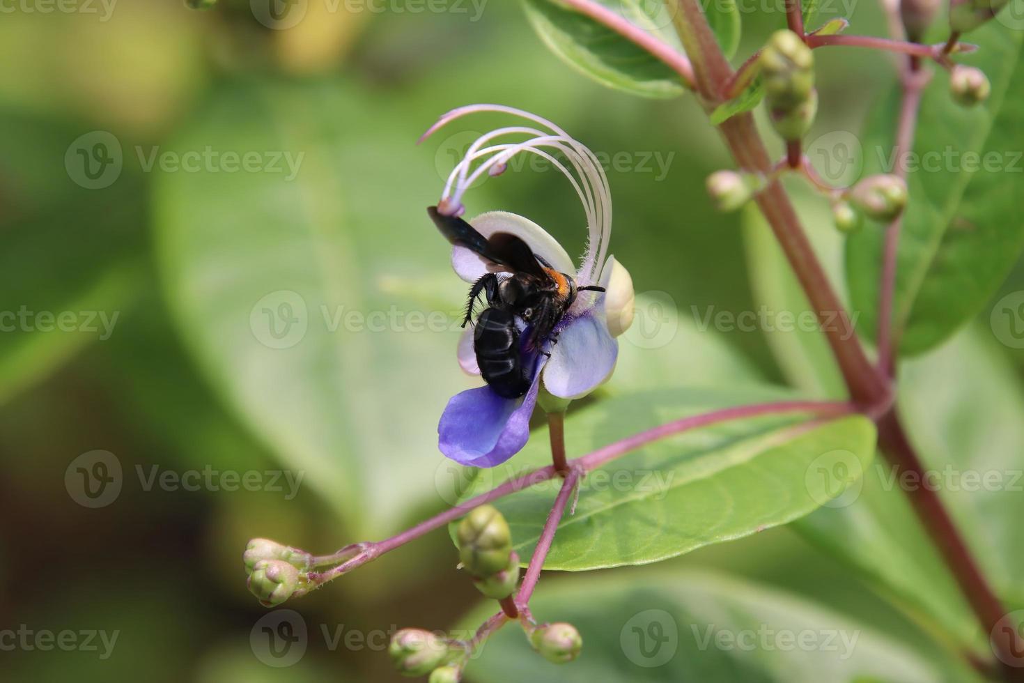 avispa scoliid alimentándose de néctar foto