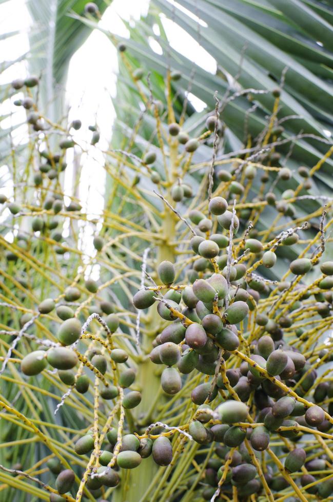 Palm tree fruits seeding in a tropical botanical garden. photo
