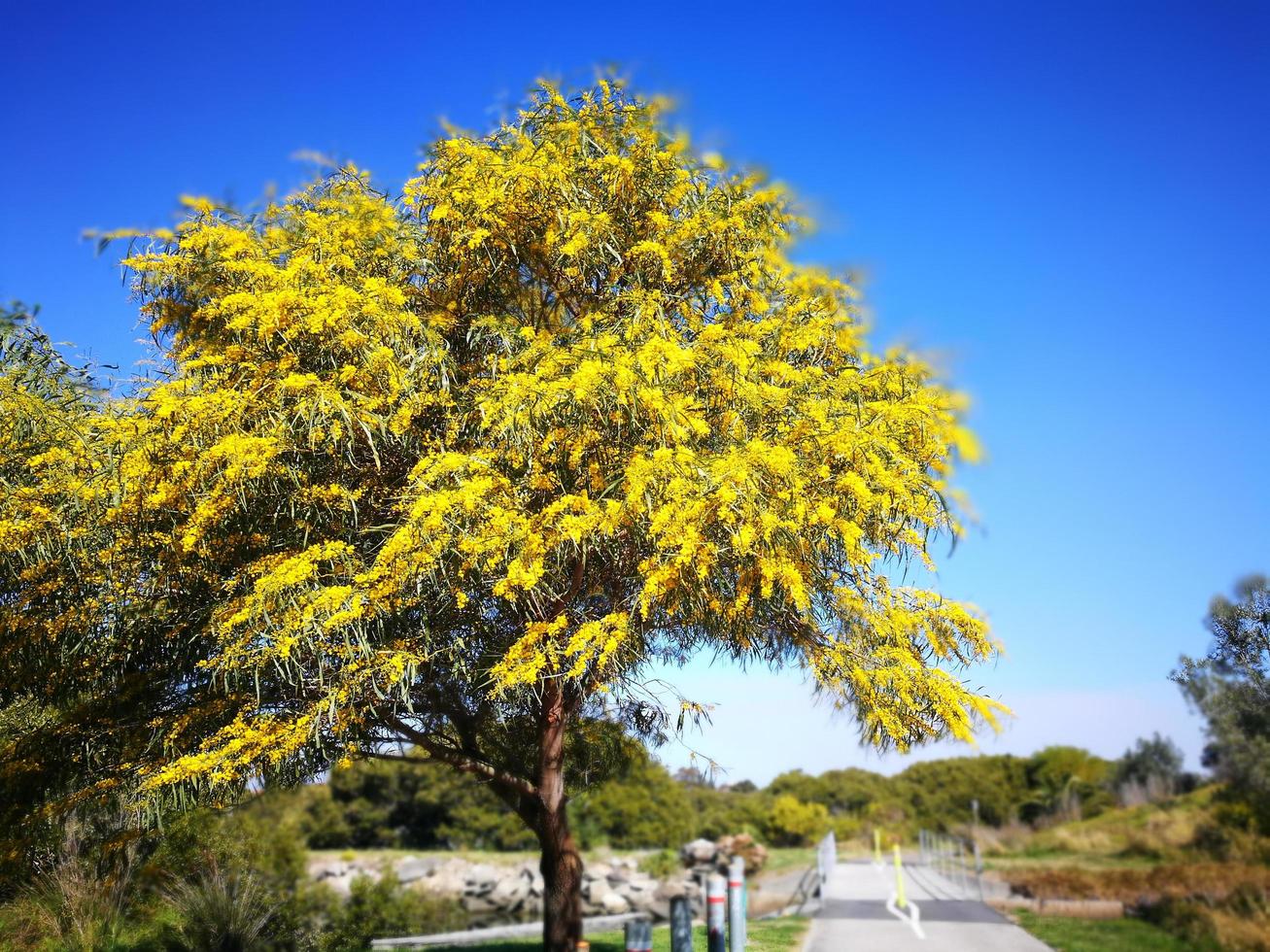 The tree full of yellow flowers in beautiful blue sky background. photo