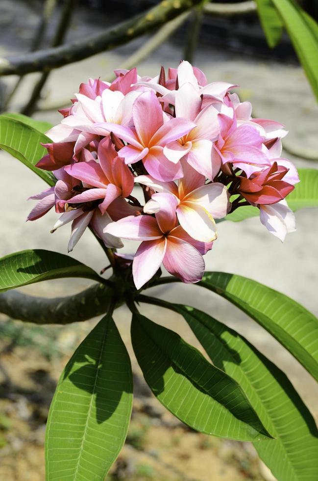 un ramo de flores de frangipani rosa en una temporada de primavera en el jardín. foto