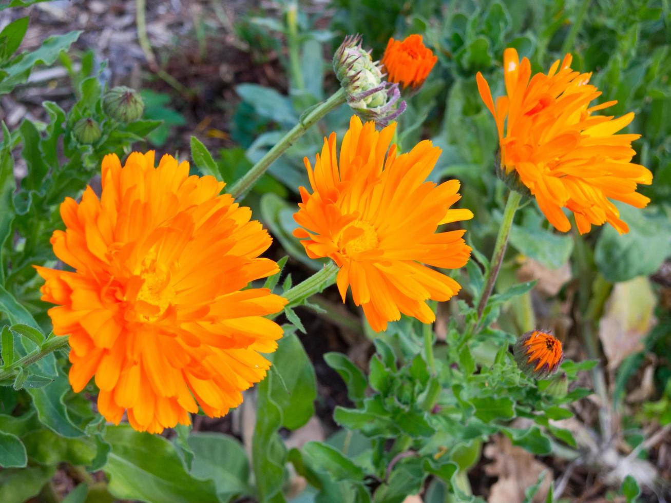 Three bright daisy orange flowers in the garden. photo