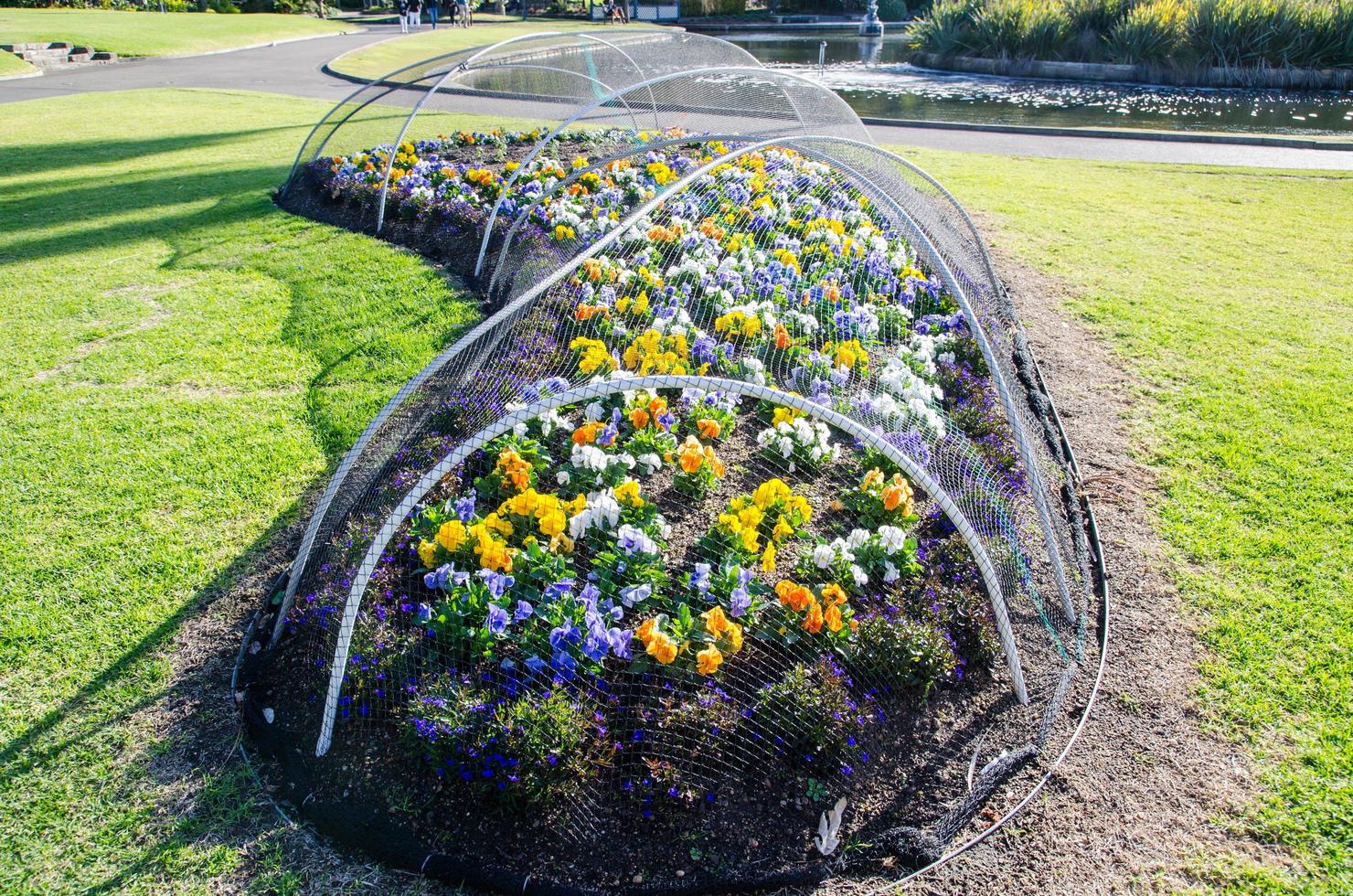 The flower garden has protected by cover up with bird Netting. photo